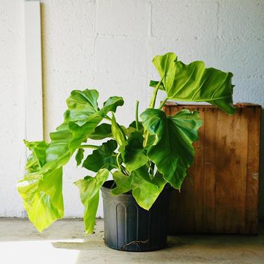Philodendron "Wilsonii"