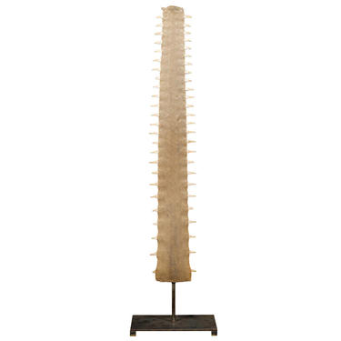 Mounted 19th Century Sawfish Rostrum