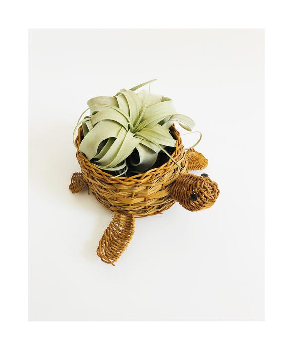 Vintage Wicker Turtle Basket By Sergeantsailor From Sergeant Sailor Of Vallejo Ca Attic