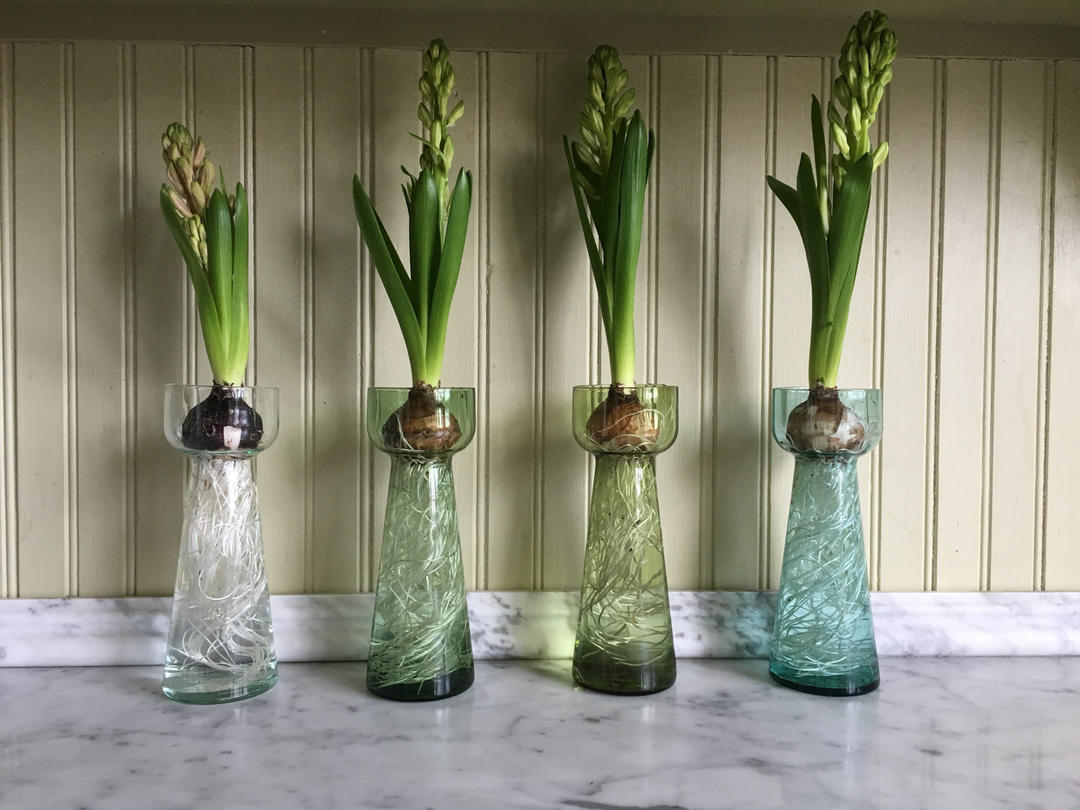 Set of four glass hyacinth bulb forcer vase The Gray Garden Boston