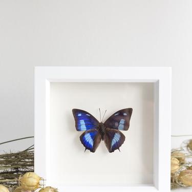 Framed Mottled Leafwing Butterfly