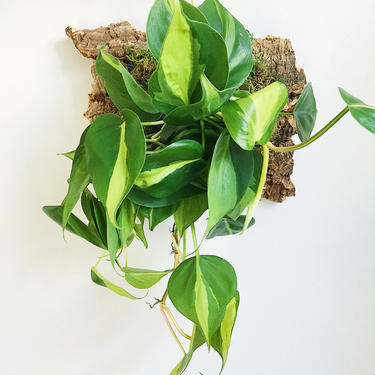 Cork Bark Mounted Vining Philodendron Brasil by JungleandLoom | Jungle and  Loom - Washington, DC | ATTIC