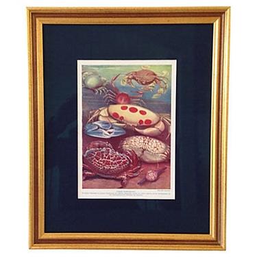 Framed Antique Crabs Lithograph 
