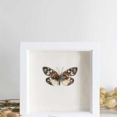 Framed Erasmia Moth Underside