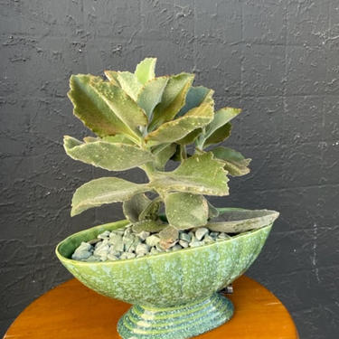 Large Succulent in Green MCM Vase