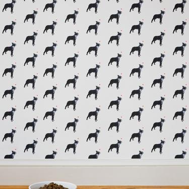 Ms. Boston Terrier Wallpaper - Sample