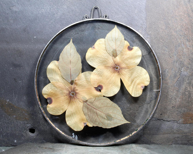 Dogwood Flower Decor Pressed Dogwood Flowers Between Glass Hanging Pressed Flowers Preserved Flowers White Dogwood Free Shipping By Trovetorium From Trovetorium Of Providence Ri Attic