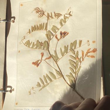 1940s-50s FULL Herbarium / Midcentury Dried Flower Scrapbook / 60 pages 