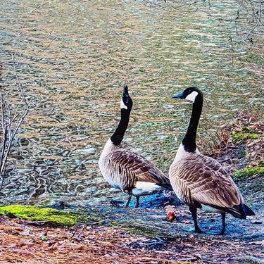 STONE MOUNTAIN GEESE | Westside Market - Midtown / Toco Hill - Atlanta ...