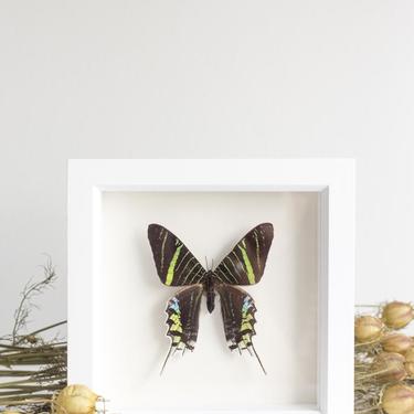 Framed Green Banded Urania Moth