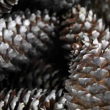 12 Silver Pine Cones for Your Holiday Decor -- 5&amp;quot; Long Silver Painted Pine Cones in Great Condition  | FREE SHIPPING 