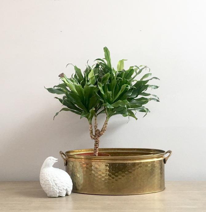 Brass Oval Double Planter Hammered Gold Metal Indoor Garden Decor, Mod  Rendition