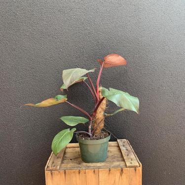 Philodendron "Merlot"