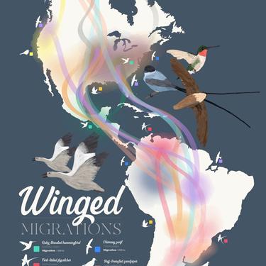Western Hemisphere Bird Migrations Map: Winged Migrations, 18&quot;x24&quot; bird migration map and poster illustration 