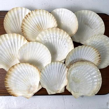 Scallop baking shells - 12 natural shells from Japan - 4.75" - 5.5" 