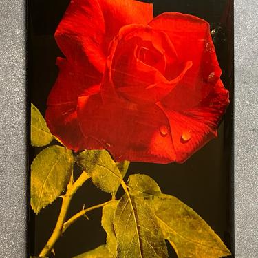 Lacquered Rose Photo on Wood