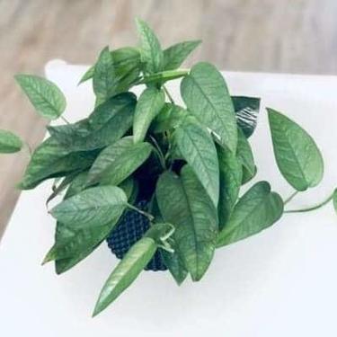 Epipremnum aureum, "Cebu Blue" RARE