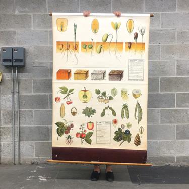 Vintage Antonio Vallardi Roll Chart 1950s Retro Size 64x44 Fruit and Vegetable + Morphology + School or Teaching + Italian Made + Wall Decor 