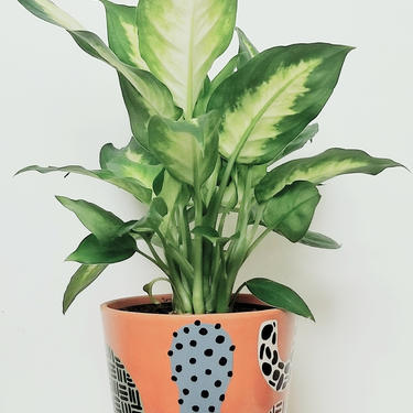 MURSI Collection- Printed Terra Cotta Plant Pot 