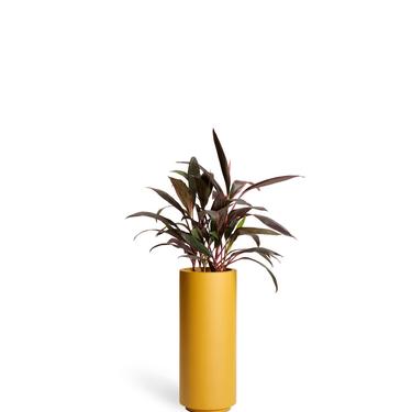 Column Planter - Mustard