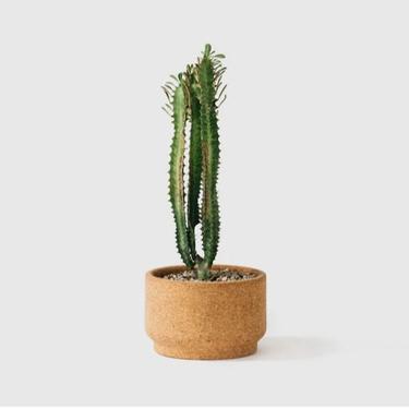 ETSY: Med Modern Cork Planter + Expedited Shipping 