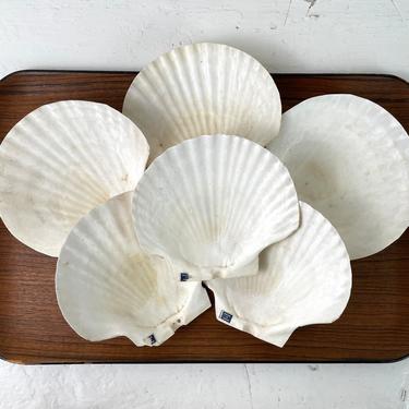 Scallop baking shells - 6 x-large natural shells from Japan - 6.5" 