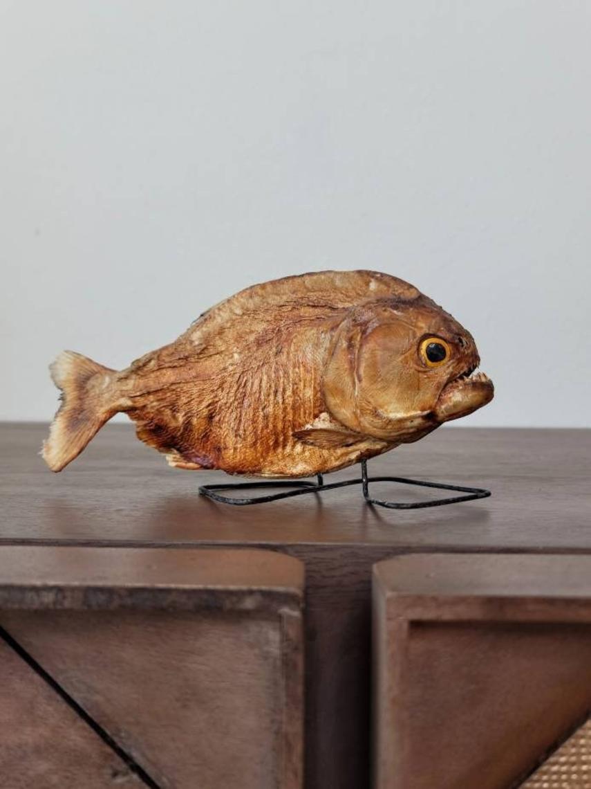 Antique Piranha Natural Taxidermy Specimen / Pygocentrus