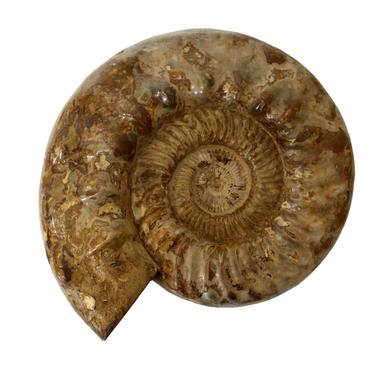 Ammonite Monumental Fossil on Base Sculpture 