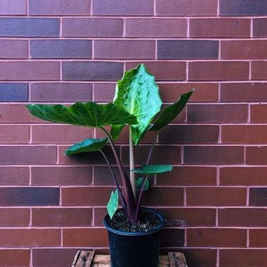 Alocasia Imperial Red