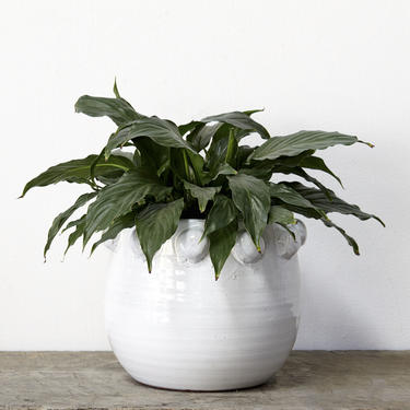 FEM ROSA POT