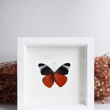 Framed Red Flasher Butterfly Underside