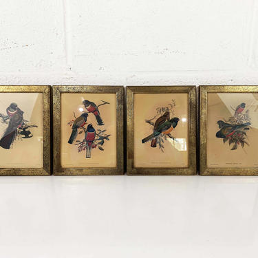 Vintage Set of 4 Framed J. Gould & W. Hart Rare Birds Lithograph Prints Wood Frame Painted Litho Print Bird Bohemian 1940s 40s Antique Boho 