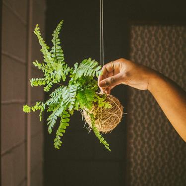 Kokedama Medium 