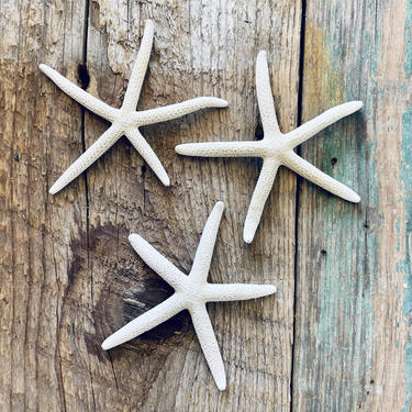 Starfish Set of 3 | Ocean Decor | Sea Decor | Seashell Decor | Nautical Decor | Natural Decor | Beach Decor | Collection | Display | Bath 