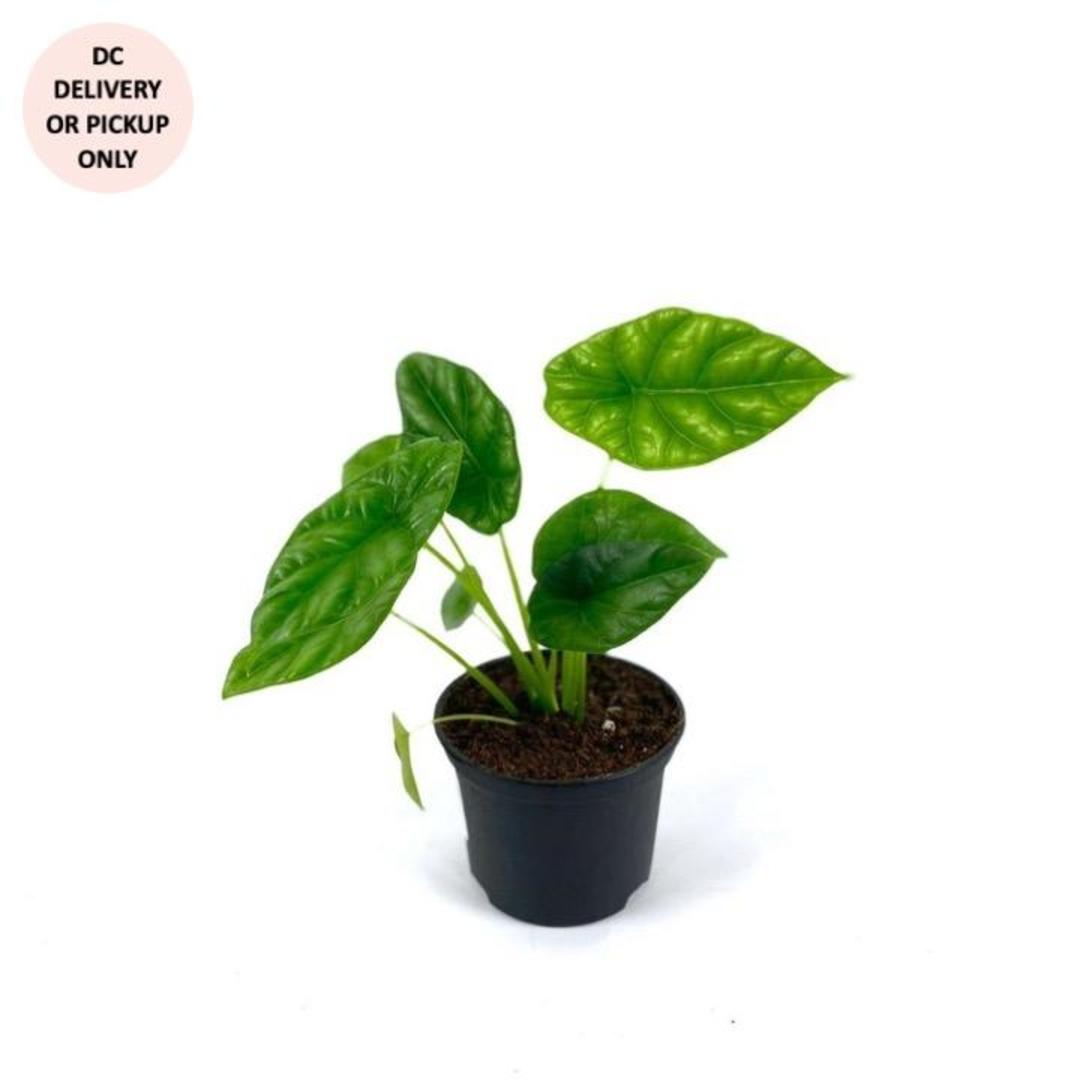 Alocasia Mirror Face Plant Little Leaf Shop 14th Street Washington, DC