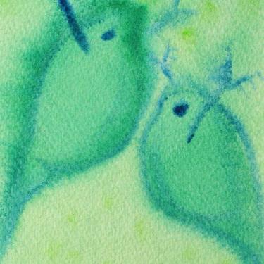 Daphnia 2 - original watercolor painting of water fleas 