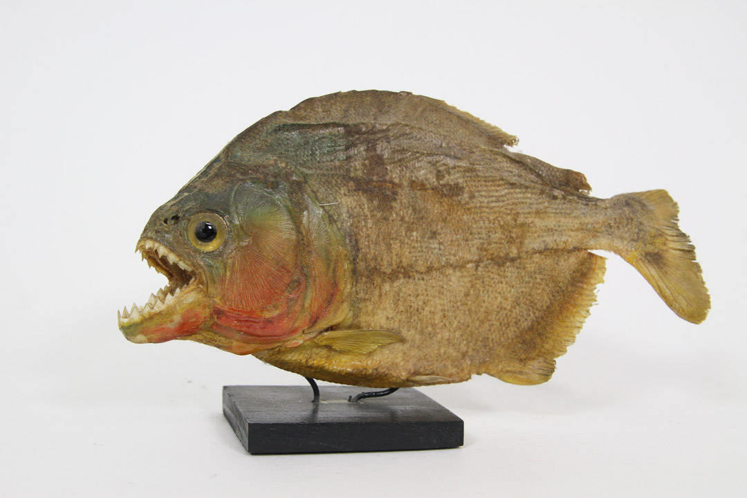 Vintage Taxidermy Piranha Figurine 7.5