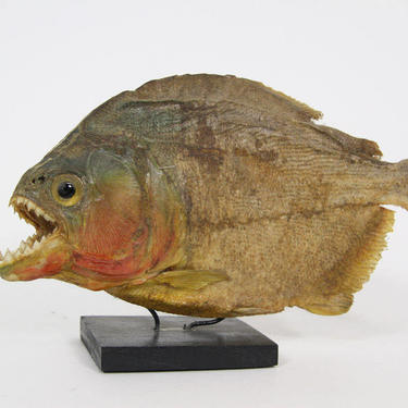 Vintage Taxidermy Piranha Figurine 7.5&amp;quot; Long Real Dried Mounted Fish 
