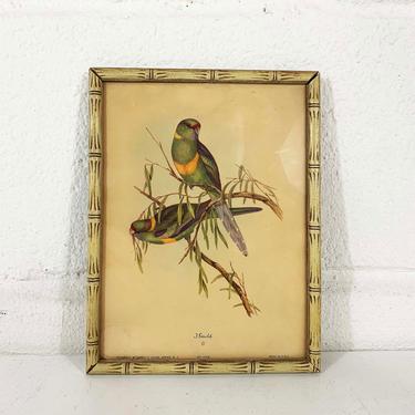 Vintage Rare Birds Framed Lithograph Audobon J. Gould Parrots Birds London Litho Print Bird Bohemian 1940s 40s Antique Boho 