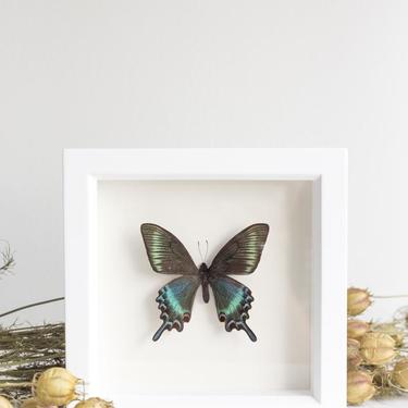 Framed Alpine Black Swallowtail Butterfly