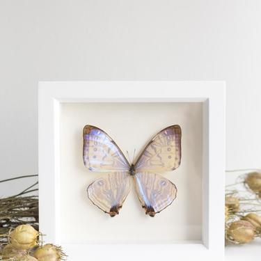 Framed Pearl Morpho Butterfly
