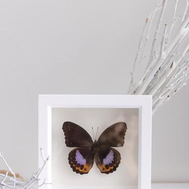 Framed Eggfly Butterfly Underside