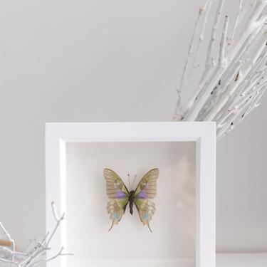 Graphium Weiskei Skeleton Butterfly