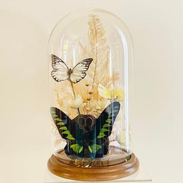 Vintage 1970s Retro Boho Glass Dome Covered Display Art Terrarium Butterfly Dried Flowers 