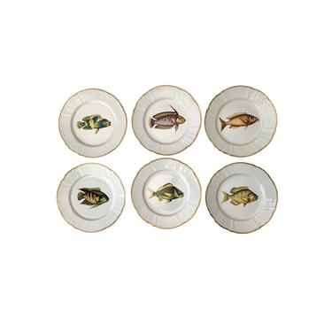 Hand Painted Anna Weatherley Designs Fish Plates-Set of 6 