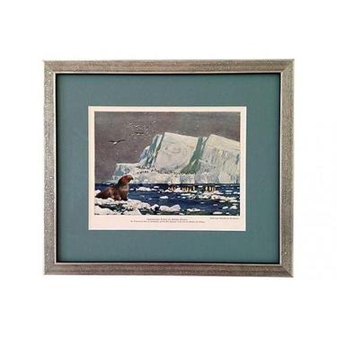 Framed Antique Penguins & Sea Elephant Lithograph 