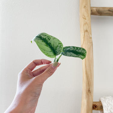 Satin Pothos / Scindapsus pictus exotica / LIVE Plant Cutting - Unrooted 