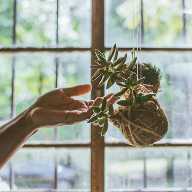 Kokedama Small 