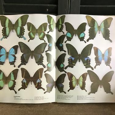 Butterfly Book, Encyclopedia of Butterfly World, Hard Copy