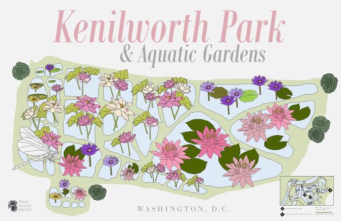 Kenilworth Aquatic Gardens Map Kenilworth Aquatic Gardens Decorative Map Print From Wild Places Prints Of  Washington, Dc | Attic